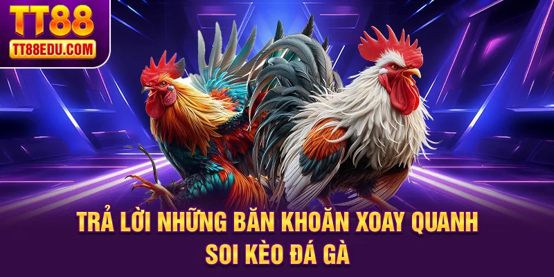 Trả lời những băn khoăn xoay quanh soi kèo đá gà